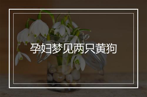 孕妇梦见两只黄狗