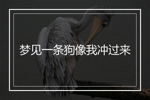 梦见一条狗像我冲过来