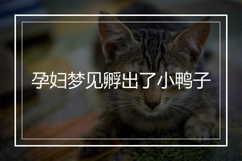 孕妇梦见孵出了小鸭子