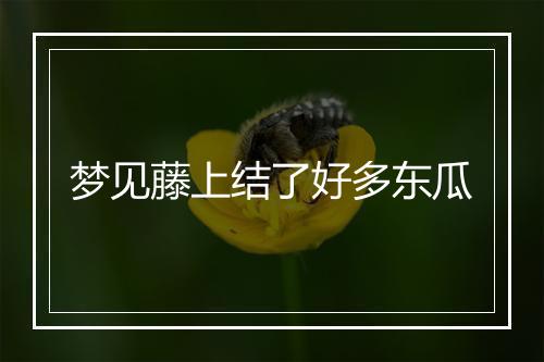 梦见藤上结了好多东瓜