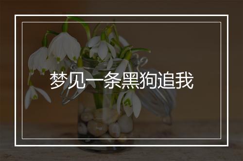 梦见一条黑狗追我