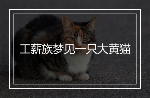 工薪族梦见一只大黄猫