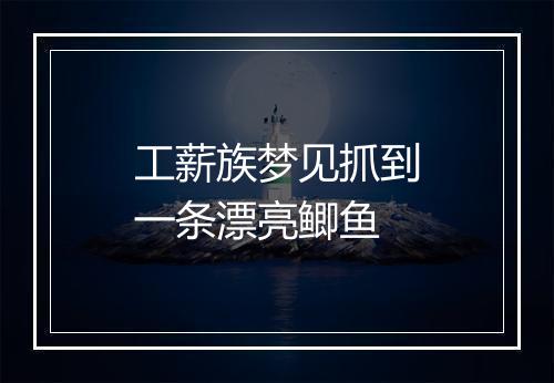 工薪族梦见抓到一条漂亮鲫鱼