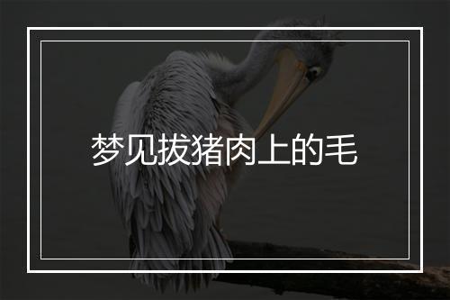 梦见拔猪肉上的毛