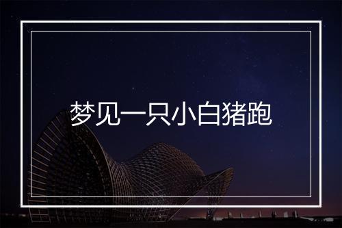 梦见一只小白猪跑