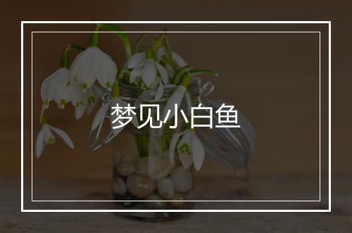 梦见小白鱼