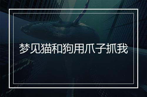 梦见猫和狗用爪子抓我