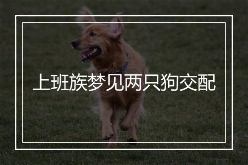 上班族梦见两只狗交配