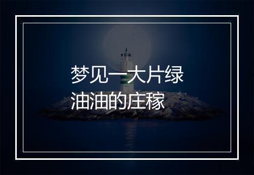 梦见一大片绿油油的庄稼