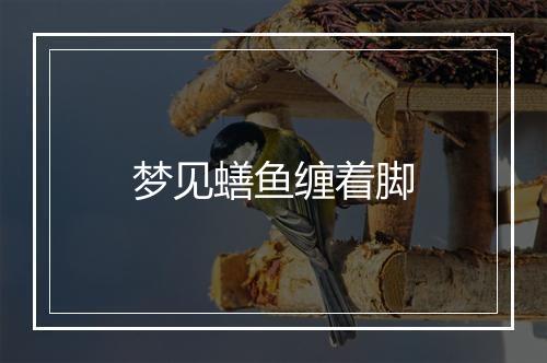 梦见蟮鱼缠着脚