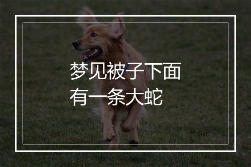 梦见被子下面有一条大蛇