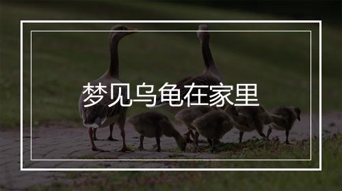 梦见乌龟在家里