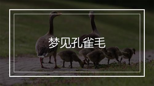 梦见孔雀毛