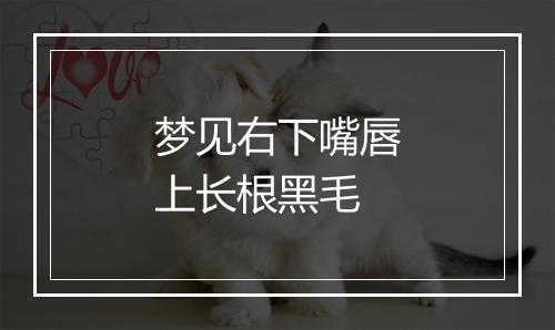 梦见右下嘴唇上长根黑毛