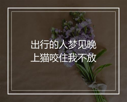 出行的人梦见晚上猫咬住我不放