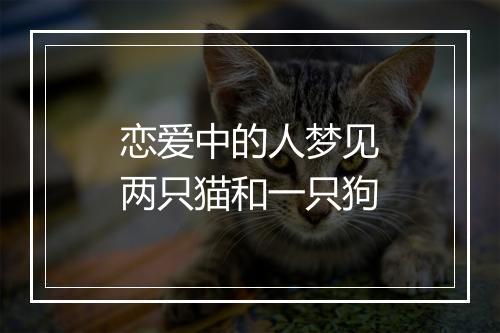 恋爱中的人梦见两只猫和一只狗