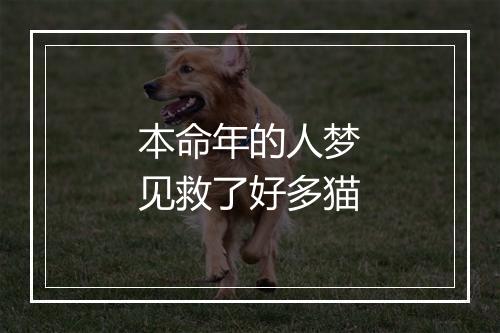 本命年的人梦见救了好多猫