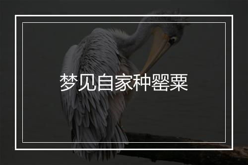 梦见自家种罂粟