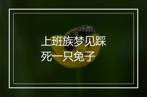 上班族梦见踩死一只兔子