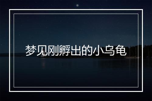 梦见刚孵出的小乌龟