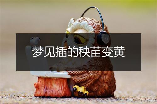 梦见插的秧苗变黄