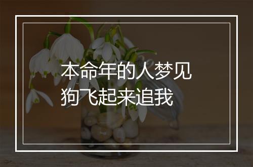 本命年的人梦见狗飞起来追我