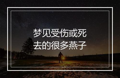 梦见受伤或死去的很多燕子