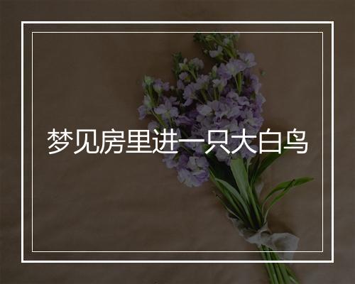 梦见房里进一只大白鸟