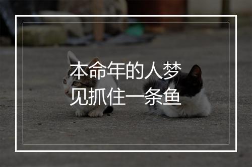 本命年的人梦见抓住一条鱼