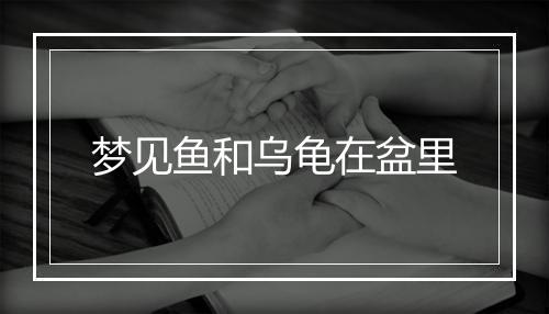 梦见鱼和乌龟在盆里