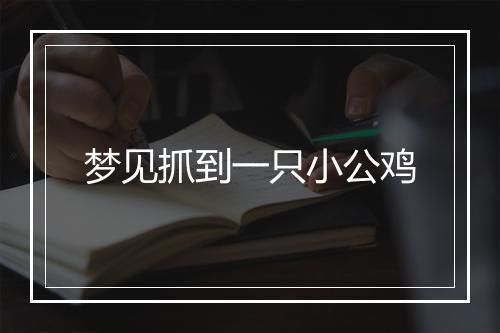 梦见抓到一只小公鸡