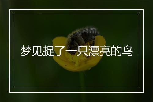 梦见捉了一只漂亮的鸟