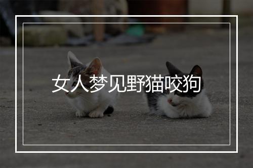 女人梦见野猫咬狗