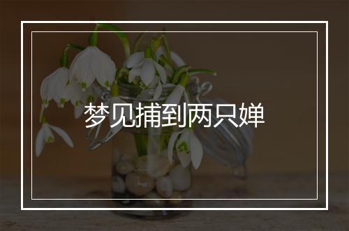 梦见捕到两只婵