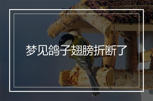 梦见鸽子翅膀折断了