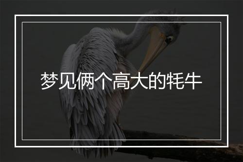 梦见俩个高大的牦牛