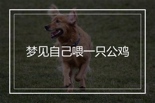 梦见自己喂一只公鸡