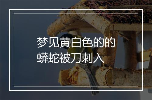 梦见黄白色的的蟒蛇被刀刺入