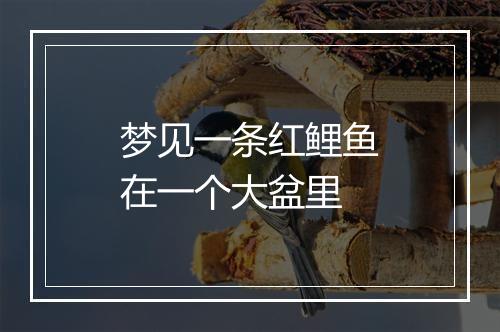 梦见一条红鲤鱼在一个大盆里