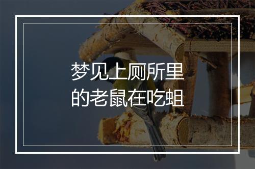 梦见上厕所里的老鼠在吃蛆