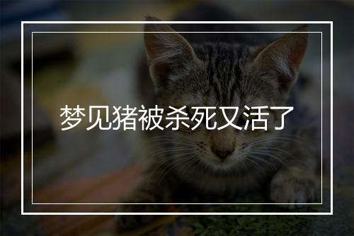 梦见猪被杀死又活了