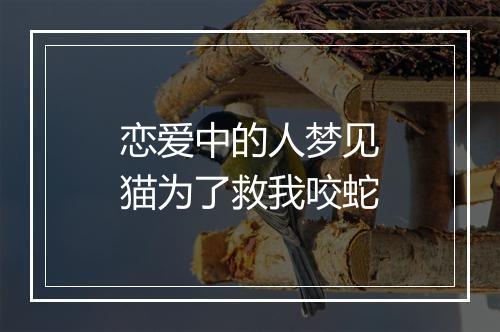 恋爱中的人梦见猫为了救我咬蛇