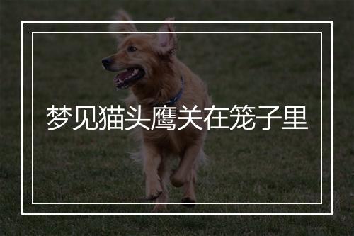 梦见猫头鹰关在笼子里