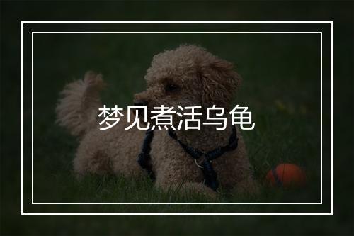 梦见煮活乌龟