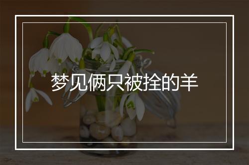 梦见俩只被拴的羊