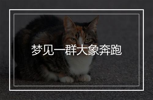 梦见一群大象奔跑