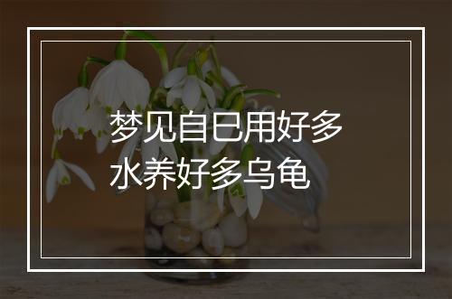 梦见自巳用好多水养好多乌龟