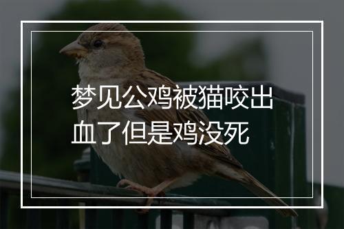 梦见公鸡被猫咬出血了但是鸡没死