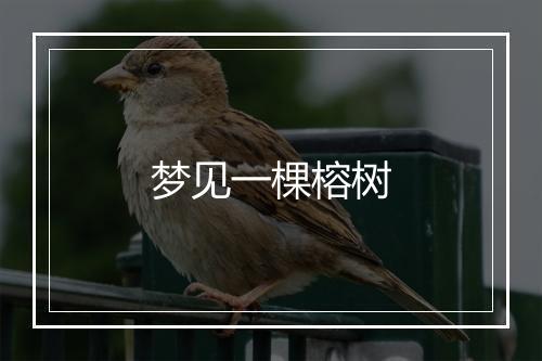 梦见一棵榕树