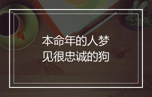 本命年的人梦见很忠诚的狗